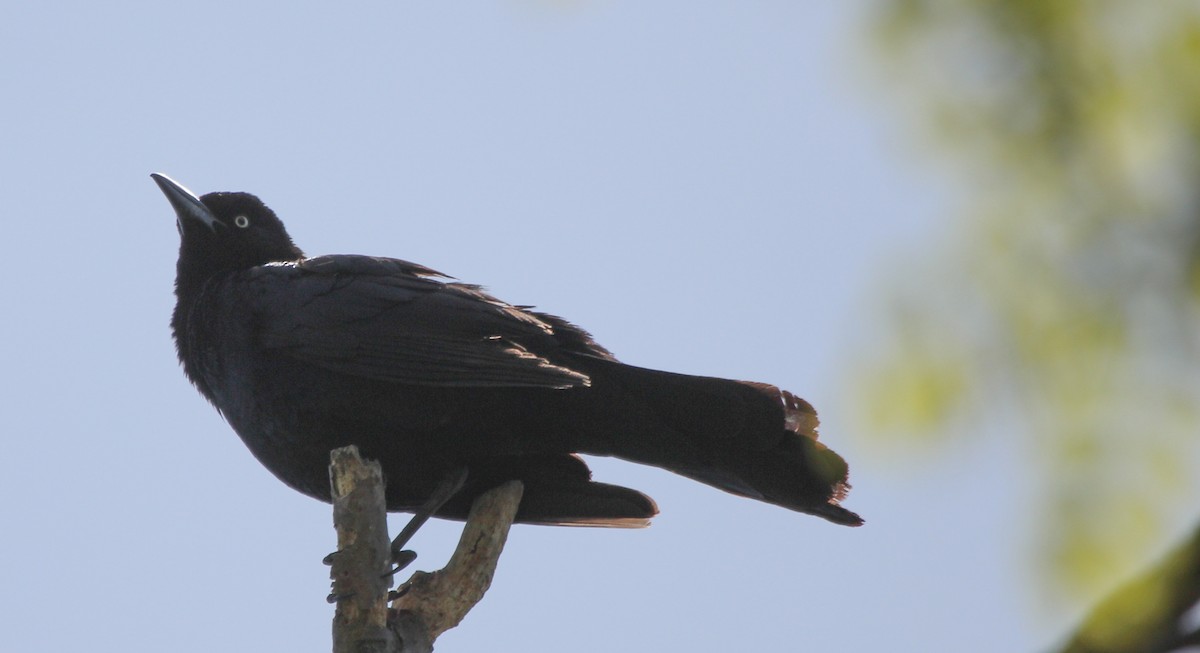 Boat-tailed Grackle - Robert Young