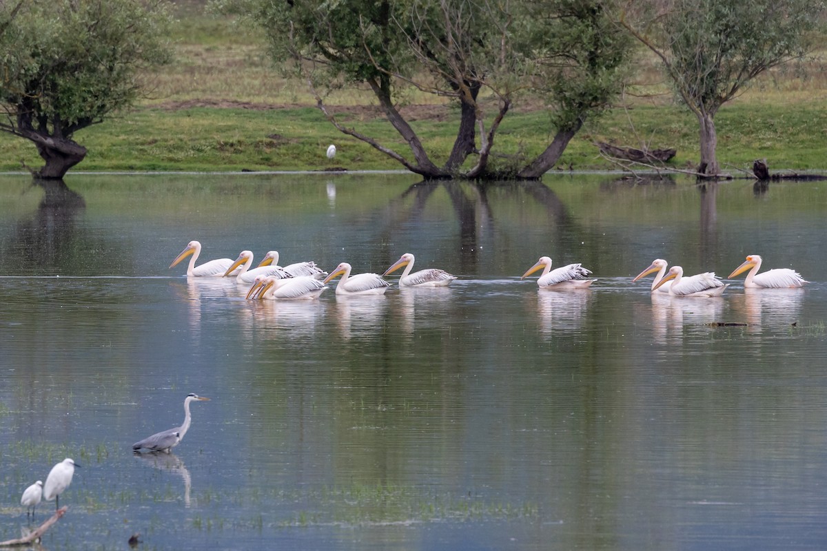 Great White Pelican - ML619227265