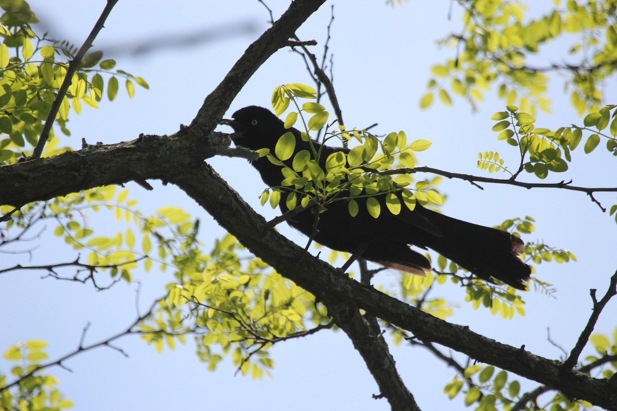 Boat-tailed Grackle - ML619227266