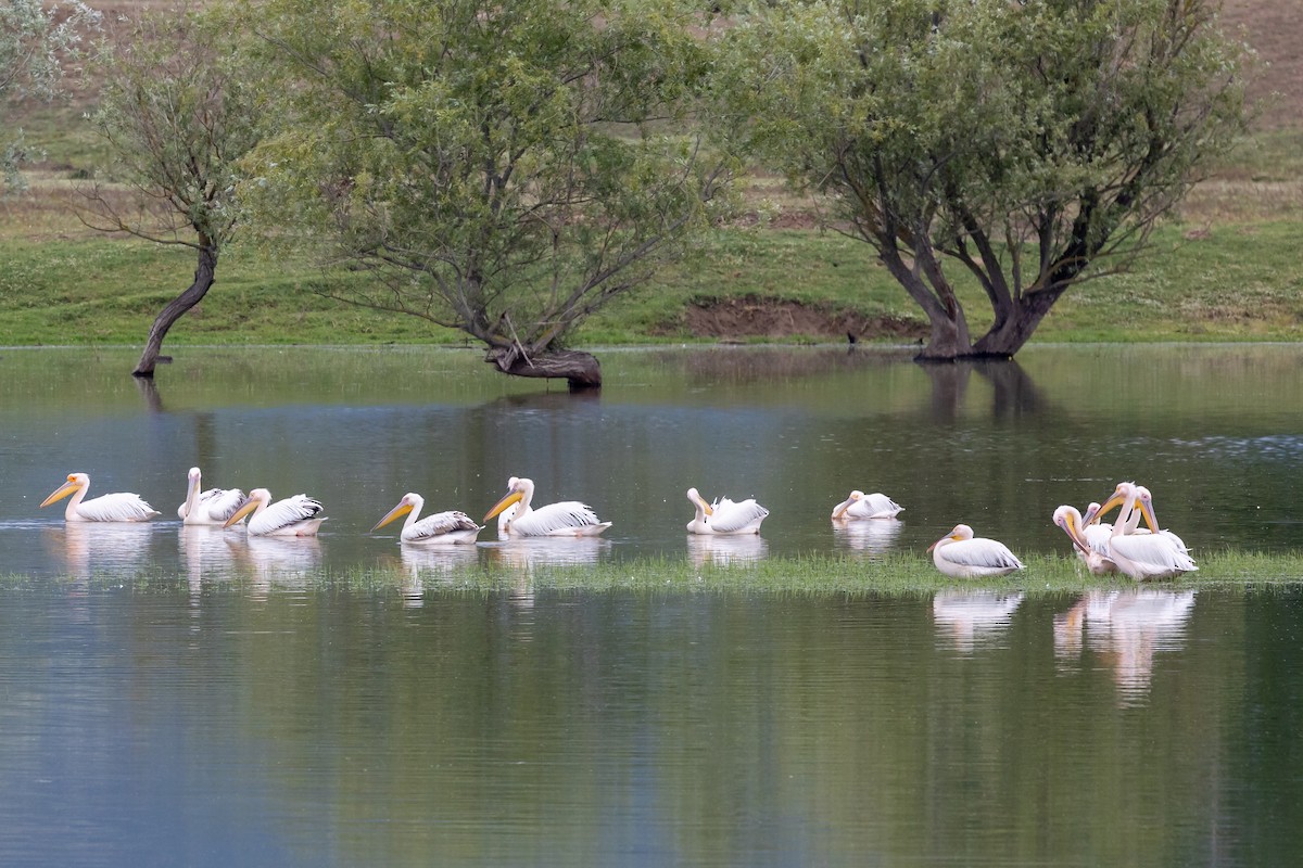 Great White Pelican - Nikos Mavris