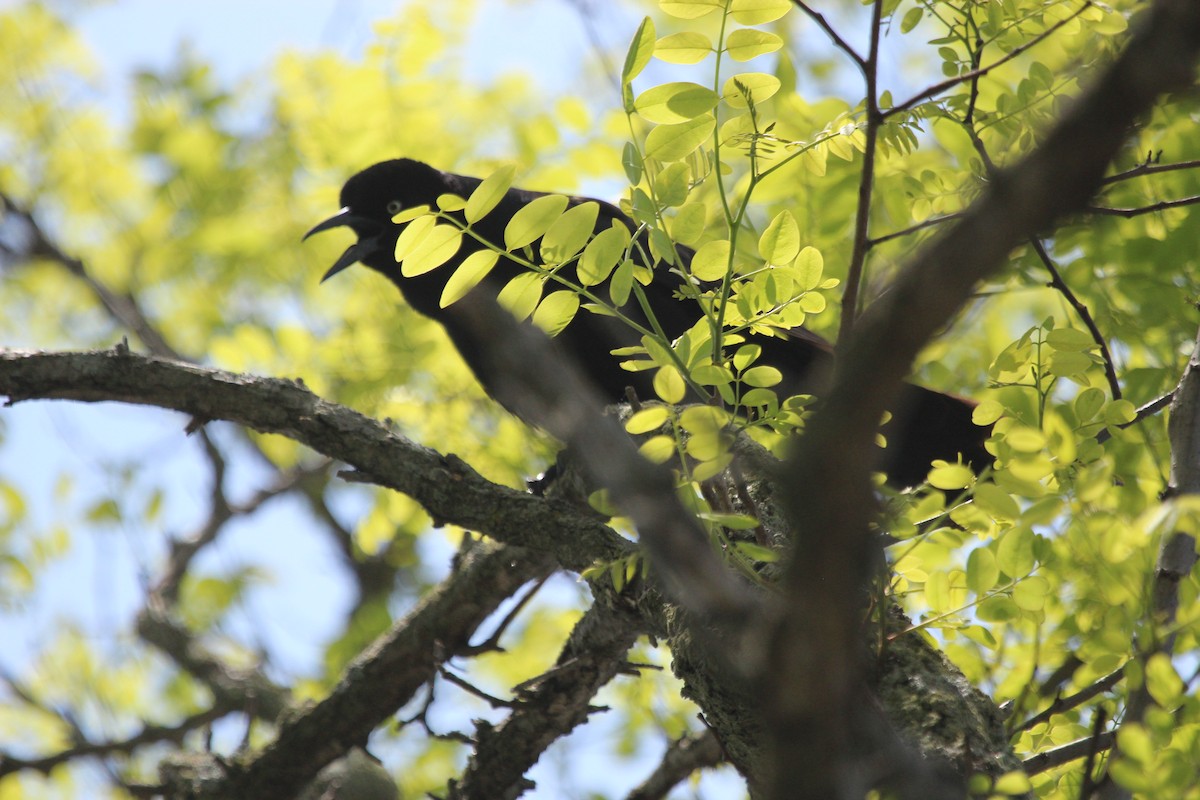 Boat-tailed Grackle - ML619227268