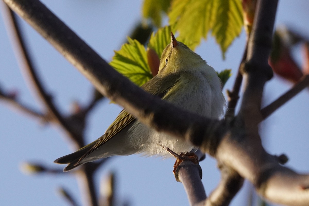 Wood Warbler - Mike Pennington