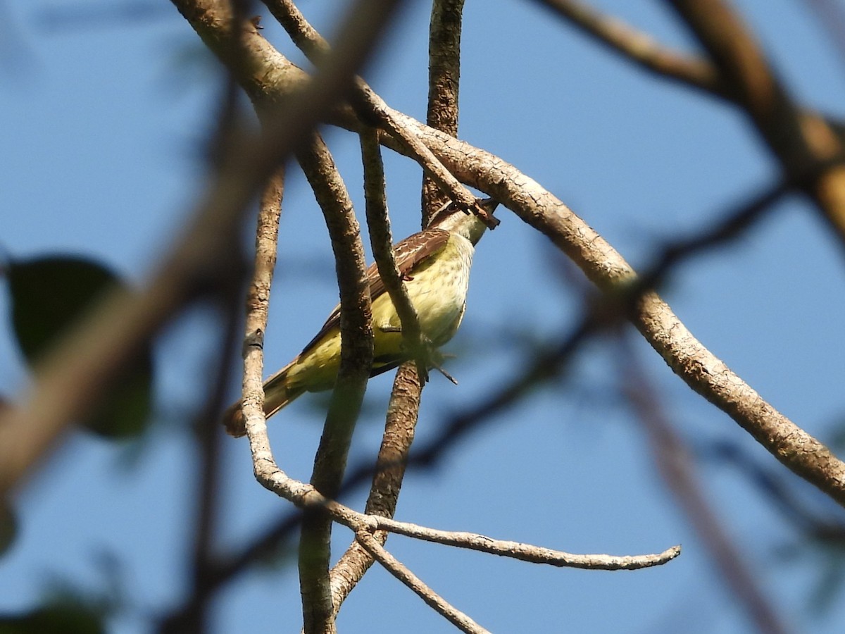 Piratic Flycatcher - James Telford