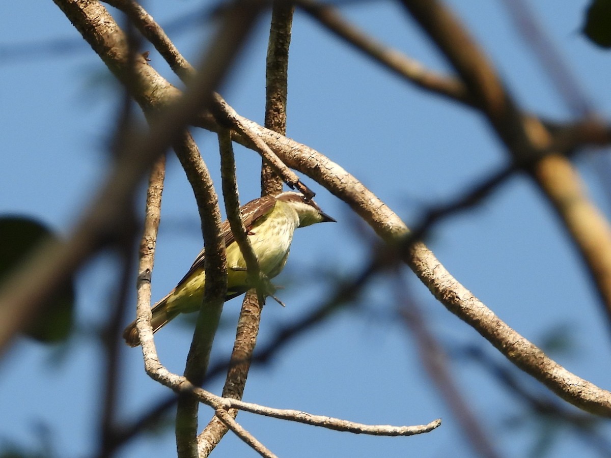 Piratic Flycatcher - James Telford