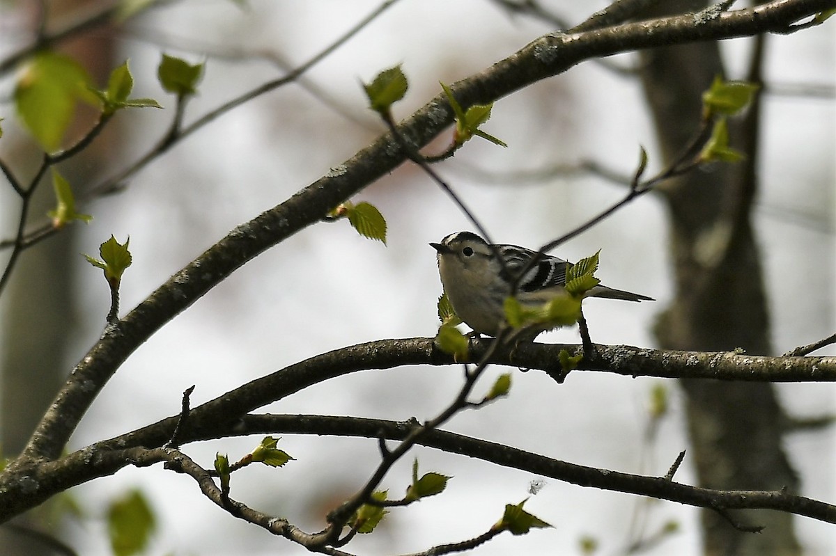 Black-and-white Warbler - Marcia Suchy