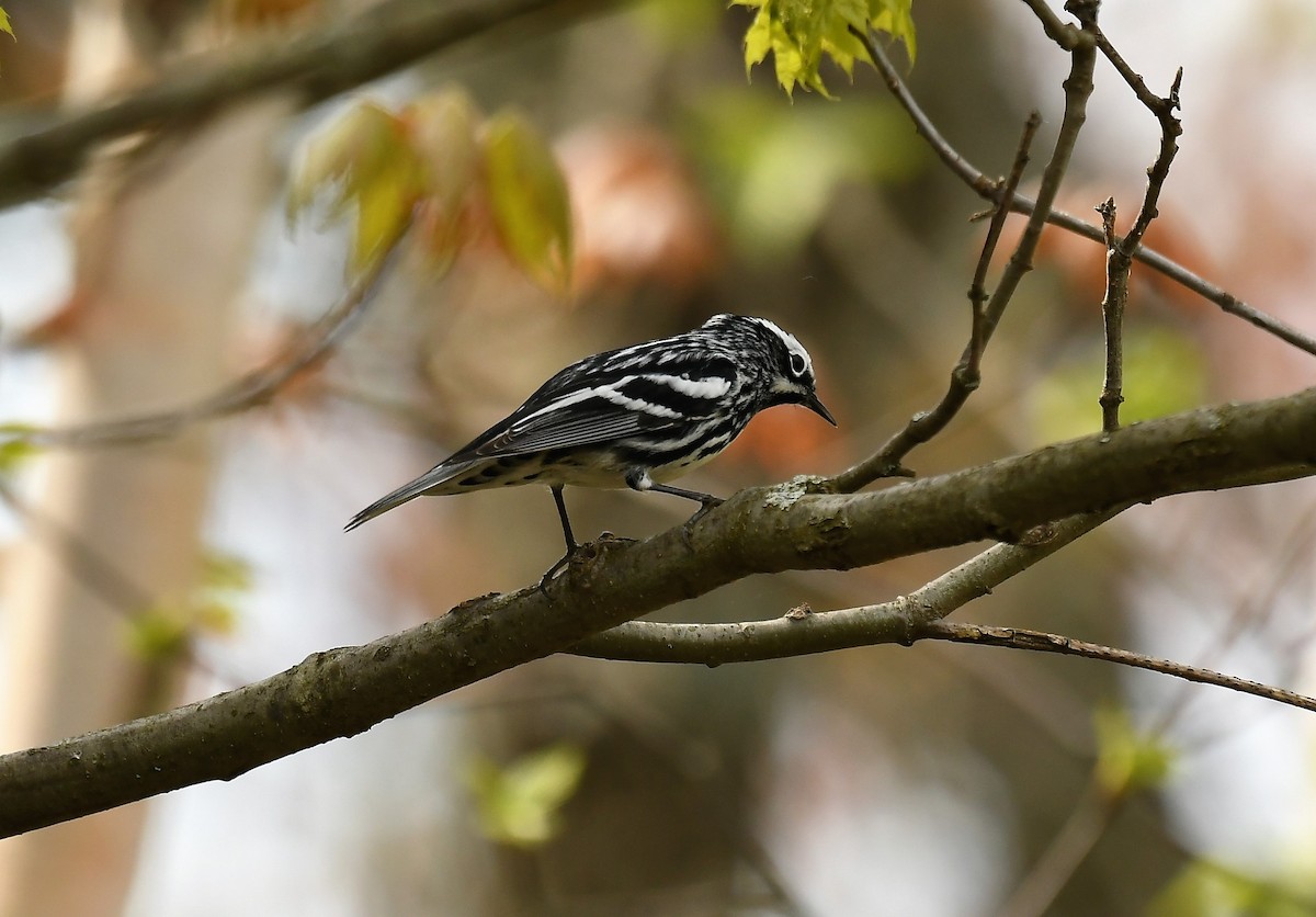 Black-and-white Warbler - Marcia Suchy