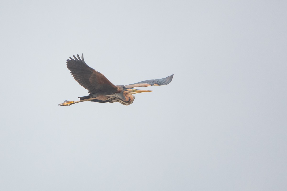 Purple Heron - Vicente Pantoja Maggi