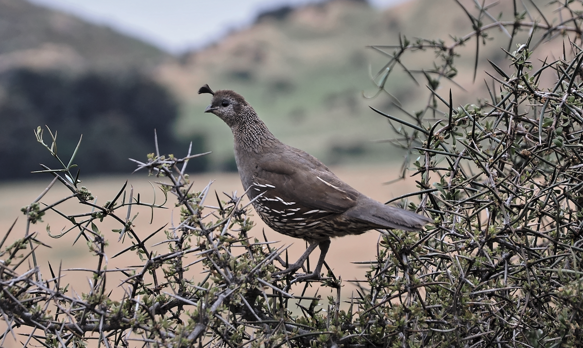 California Quail - Kevin Huang