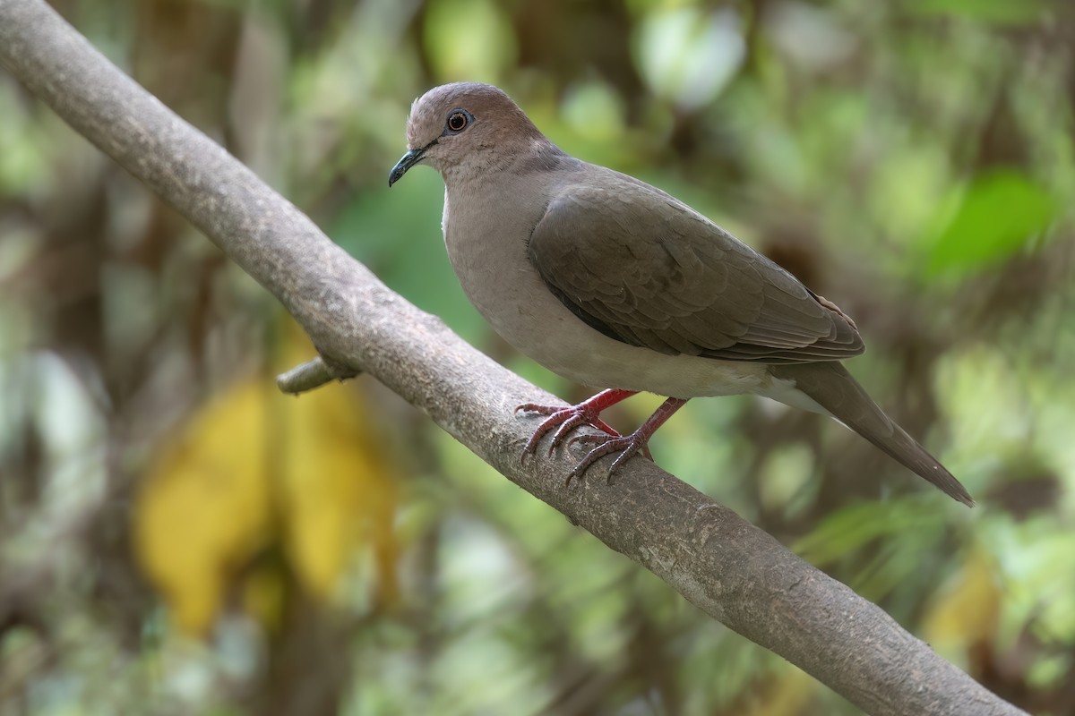 White-tipped Dove - Chris Venetz | Ornis Birding Expeditions