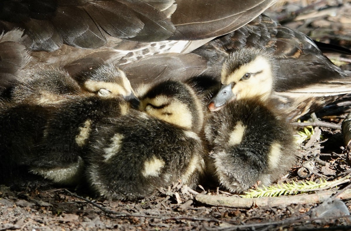 Canard colvert - ML619227380