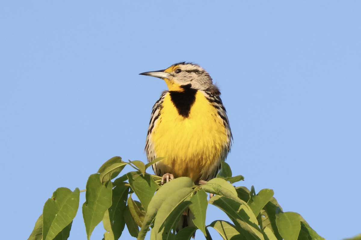 Eastern Meadowlark - Richard Randell