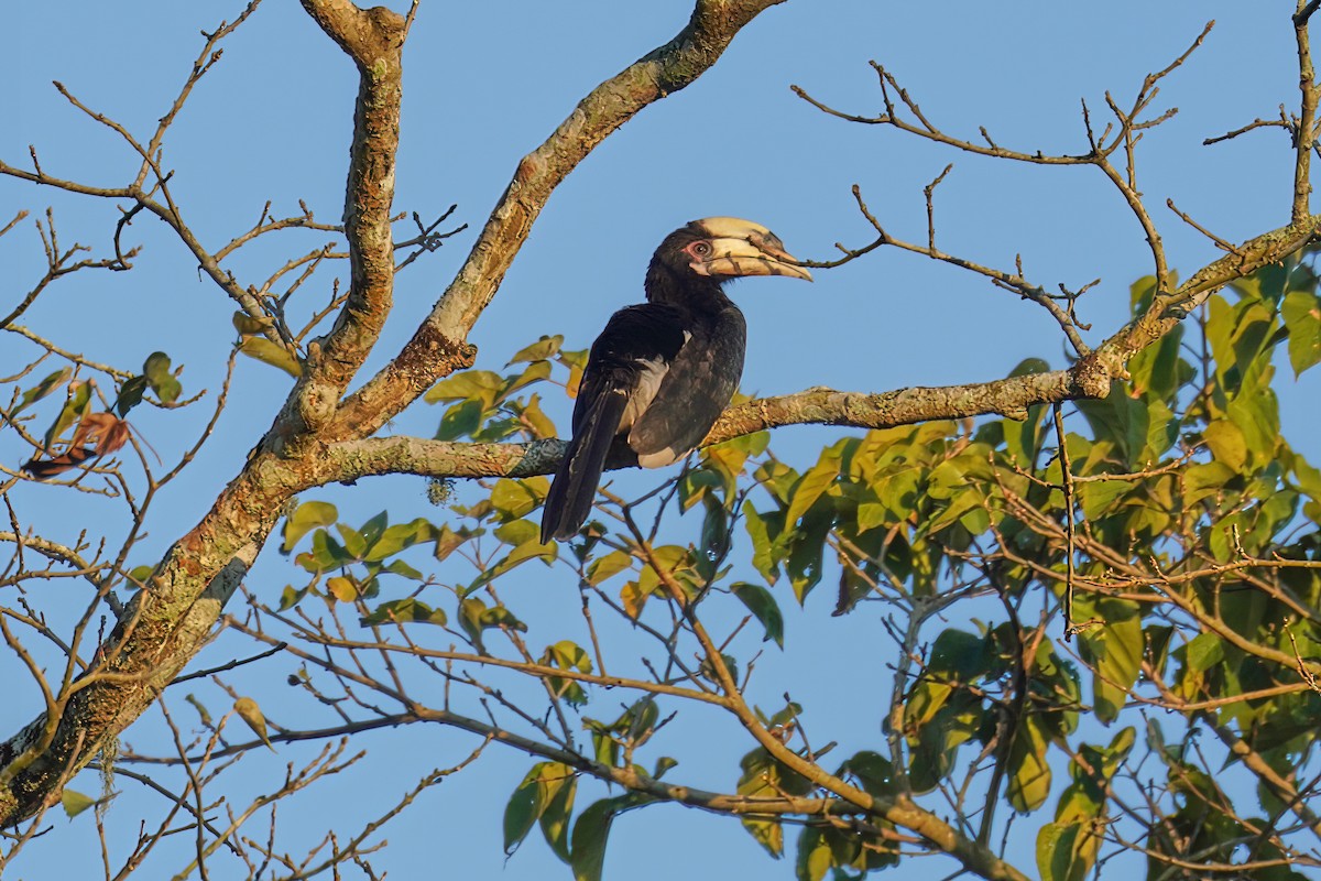 Oriental Pied-Hornbill - Kunal Chakravertti