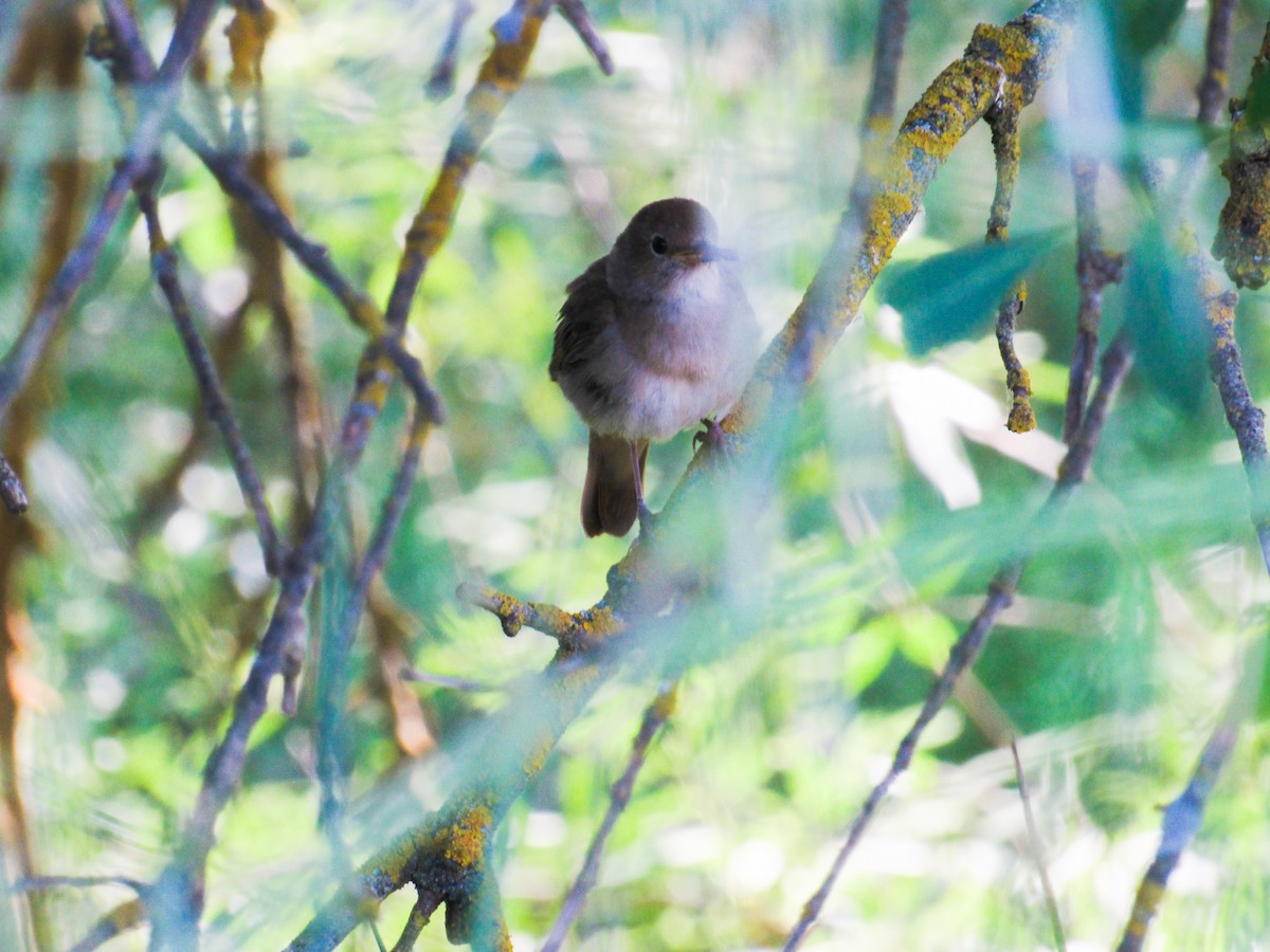 Common Nightingale - Manuel Ruiz