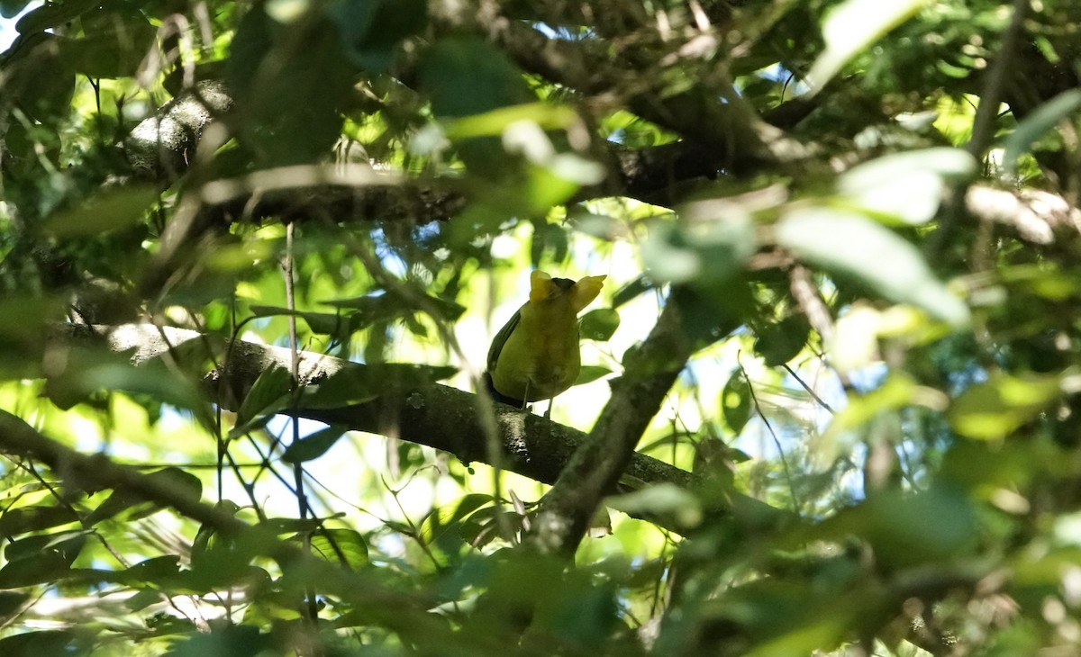 Green Jay - Laura Voight