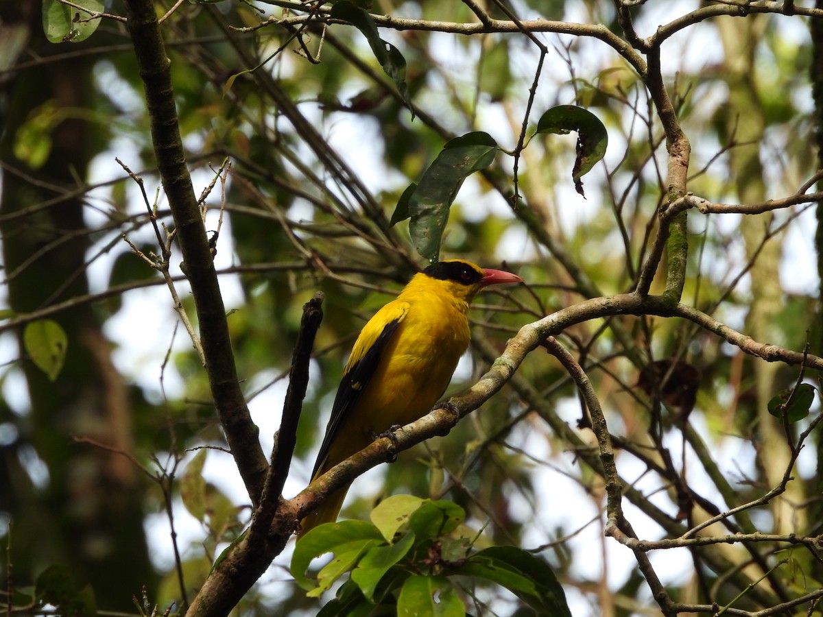 Black-naped Oriole - ML619227456