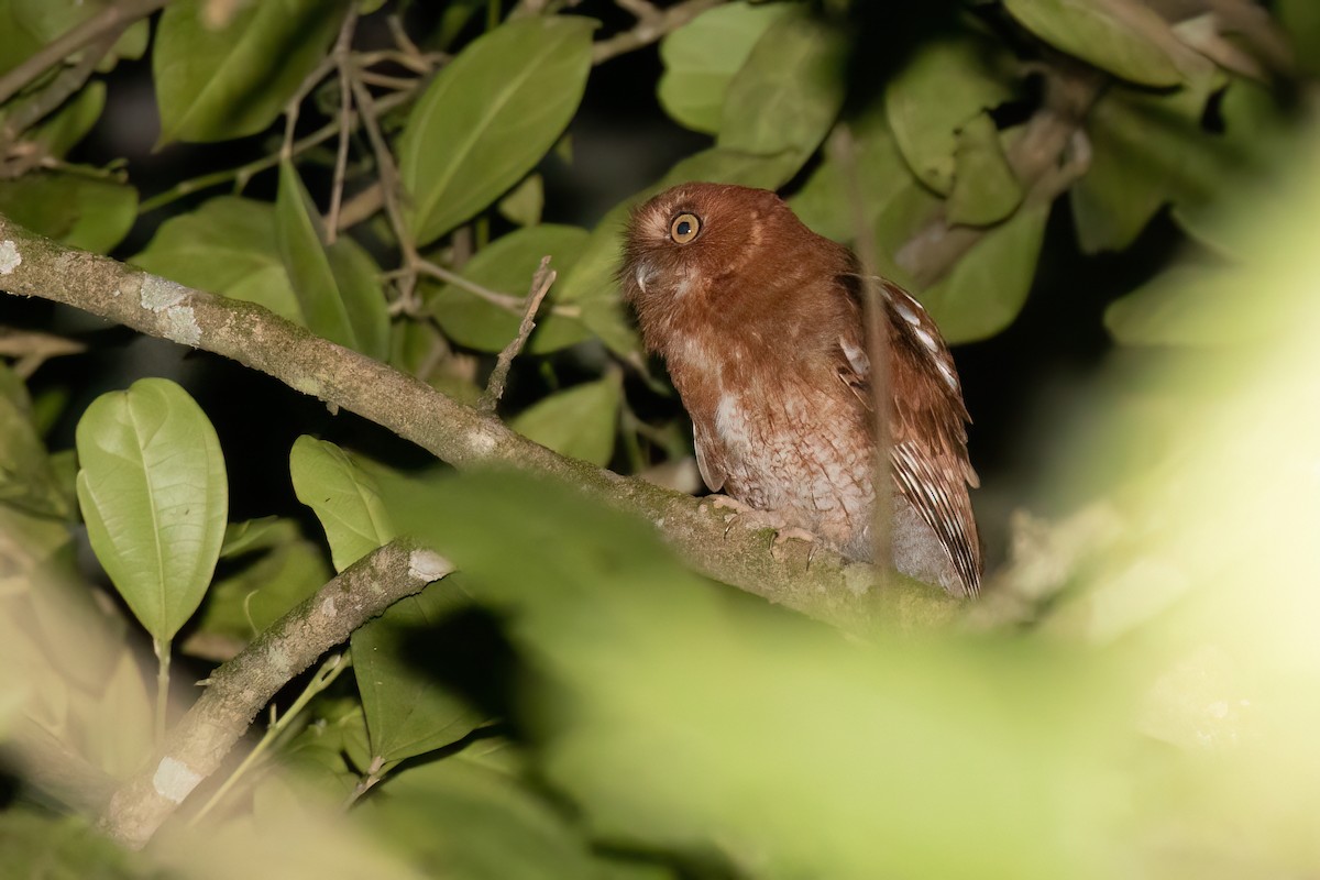 Santa Marta Screech-Owl - Chris Venetz | Ornis Birding Expeditions
