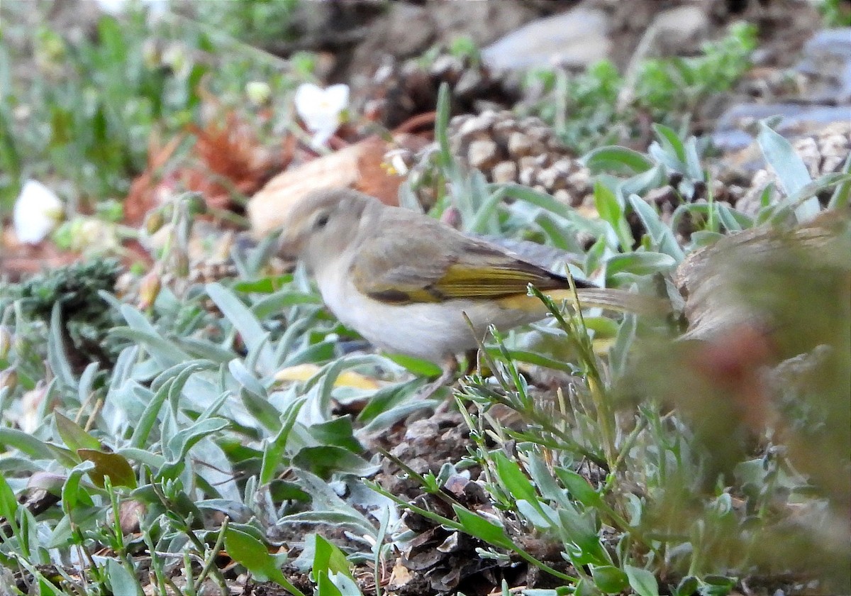 Western Bonelli's Warbler - Antonio Varona Peña