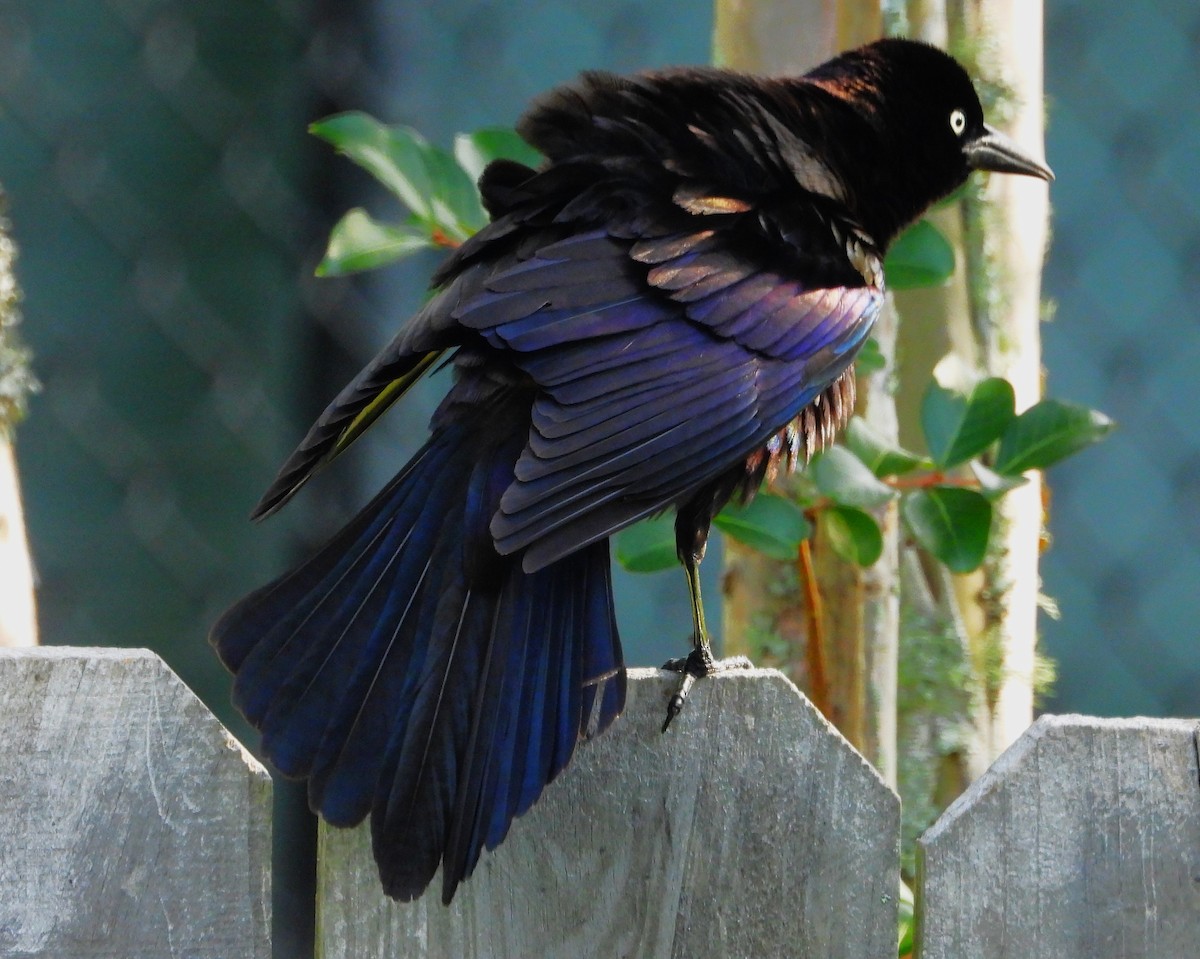 Common Grackle - Eric Haskell