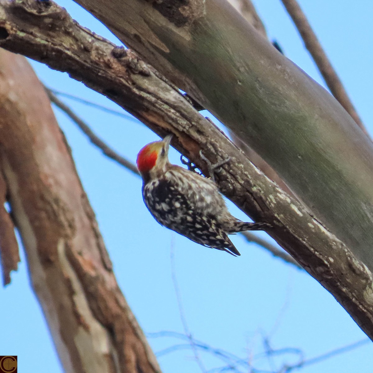 Yellow-crowned Woodpecker - Manjula Desai