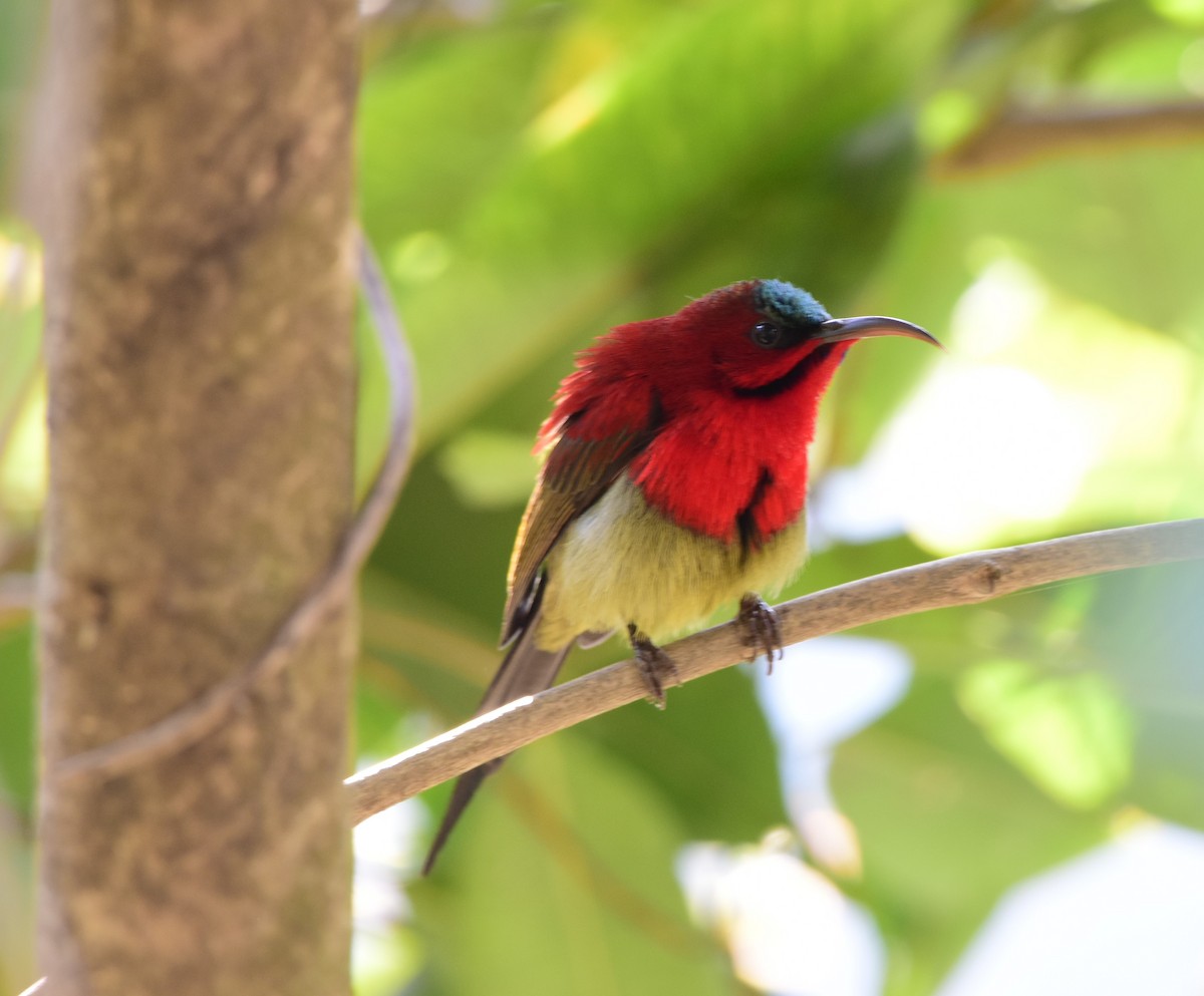 Crimson Sunbird - SHIRISH GAJARALWAR