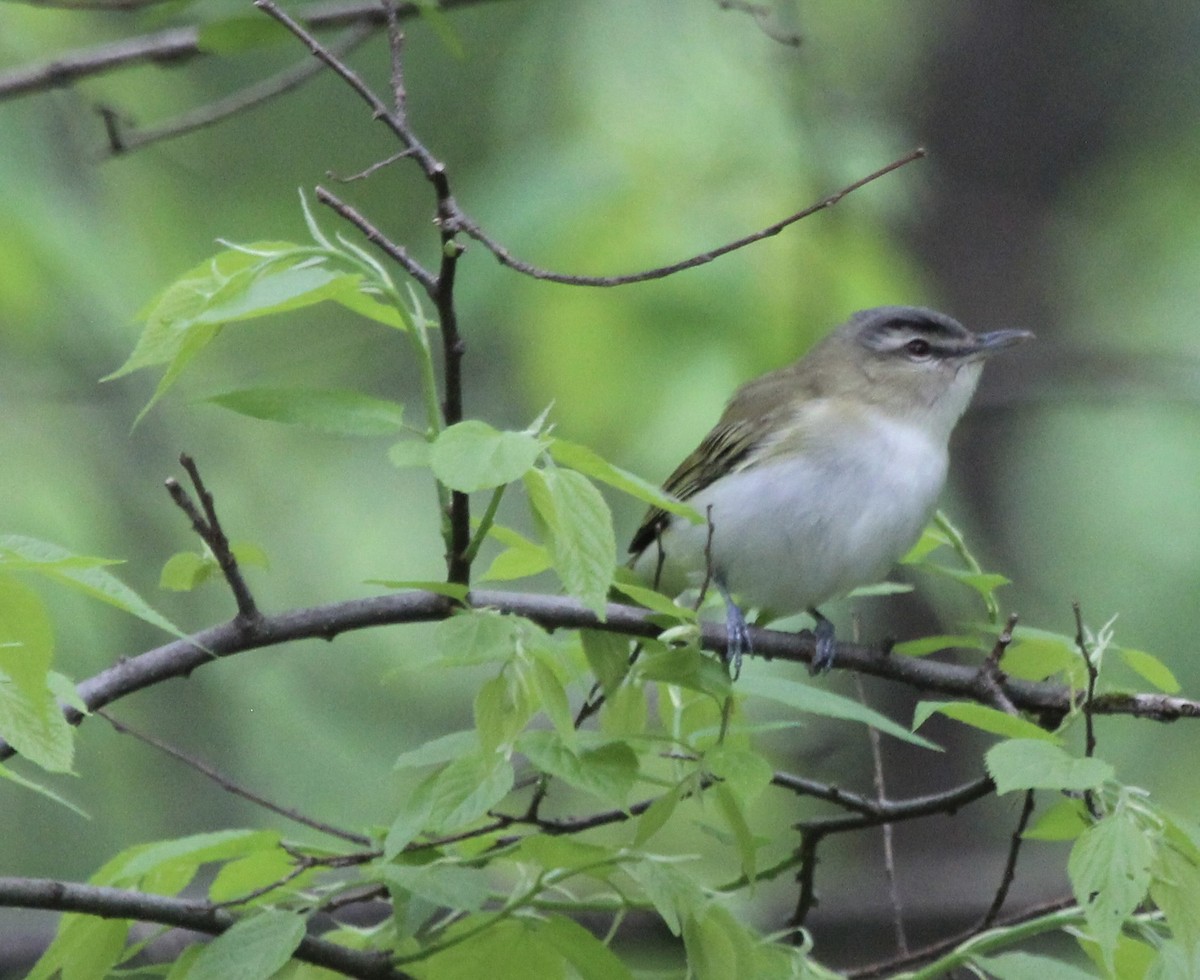 Red-eyed Vireo - Robert Young
