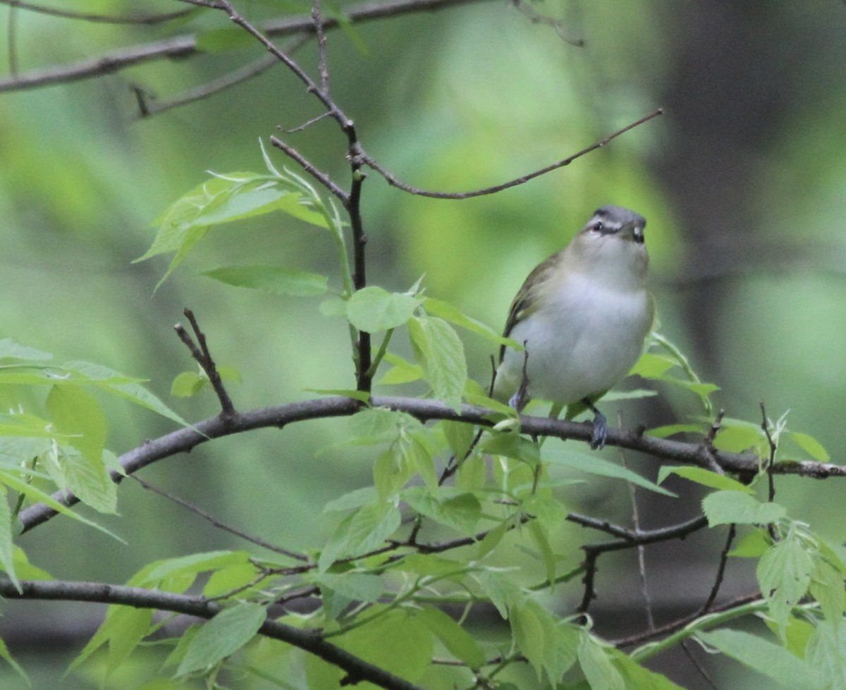 Kızıl Gözlü Vireo - ML619227497