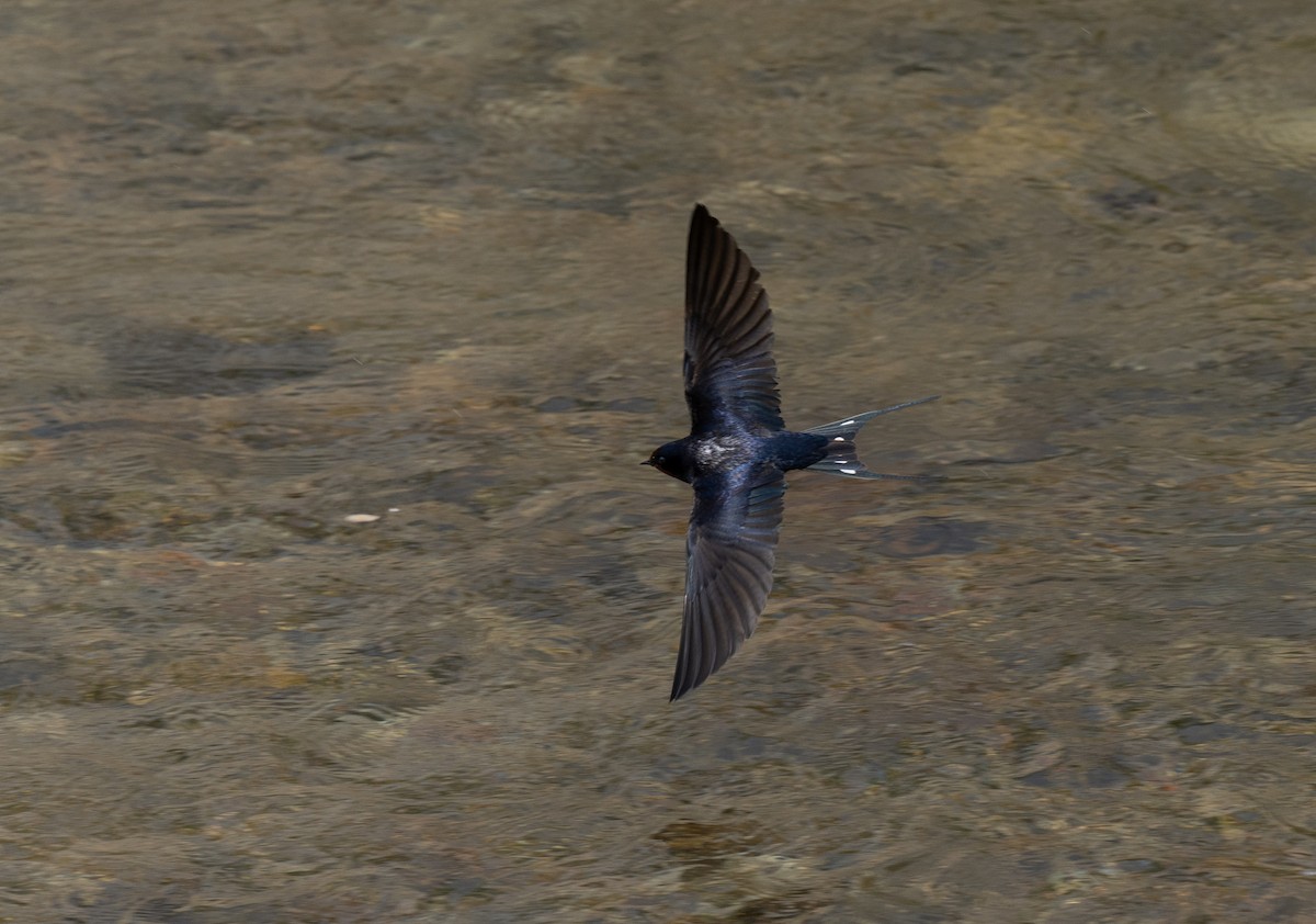 Barn Swallow - ML619227499