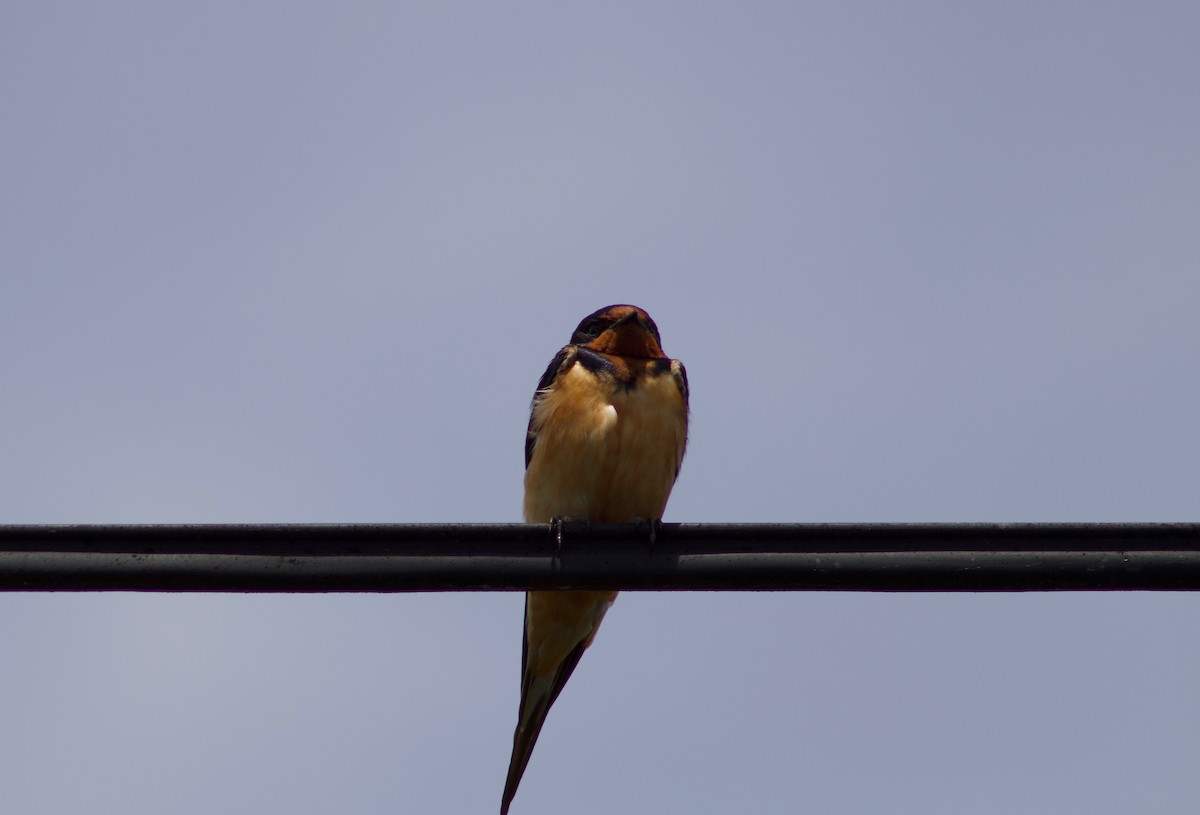 Barn Swallow - Celyn Jones