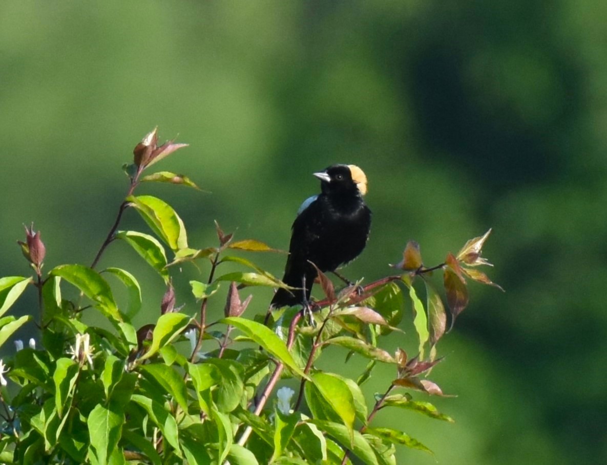 Bobolink - Tom M