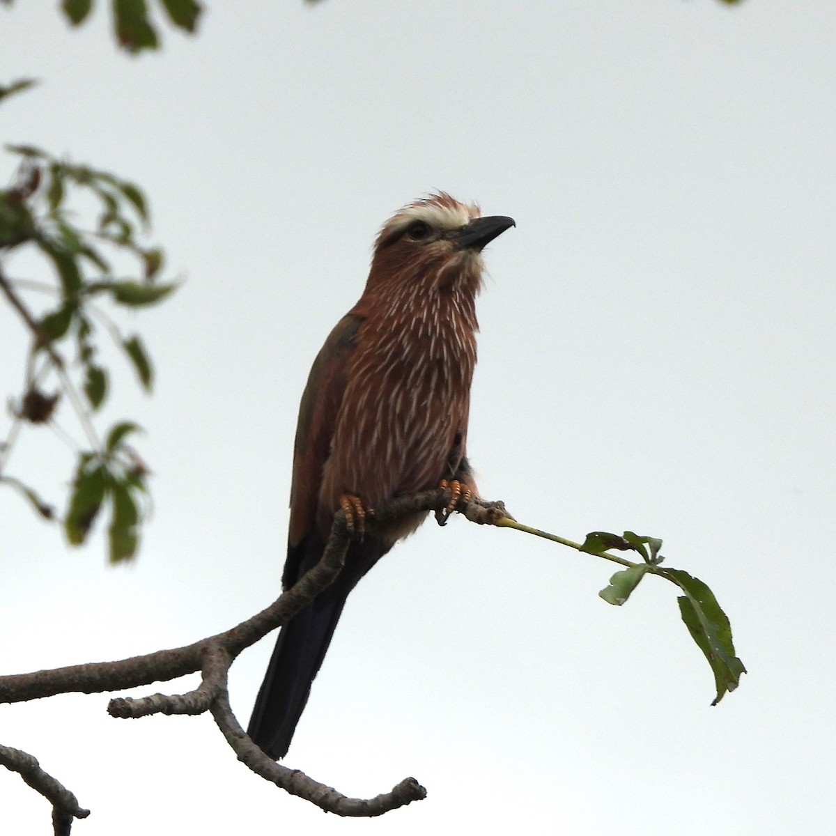 Rufous-crowned Roller - Lynn Scarlett