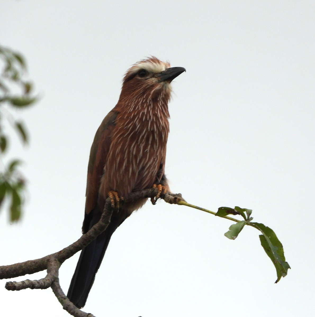 Rufous-crowned Roller - ML619227536