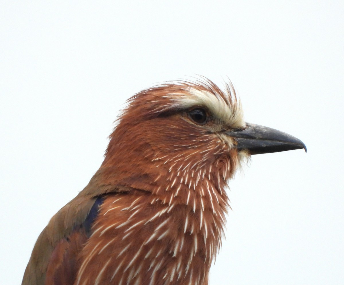 Rufous-crowned Roller - Lynn Scarlett