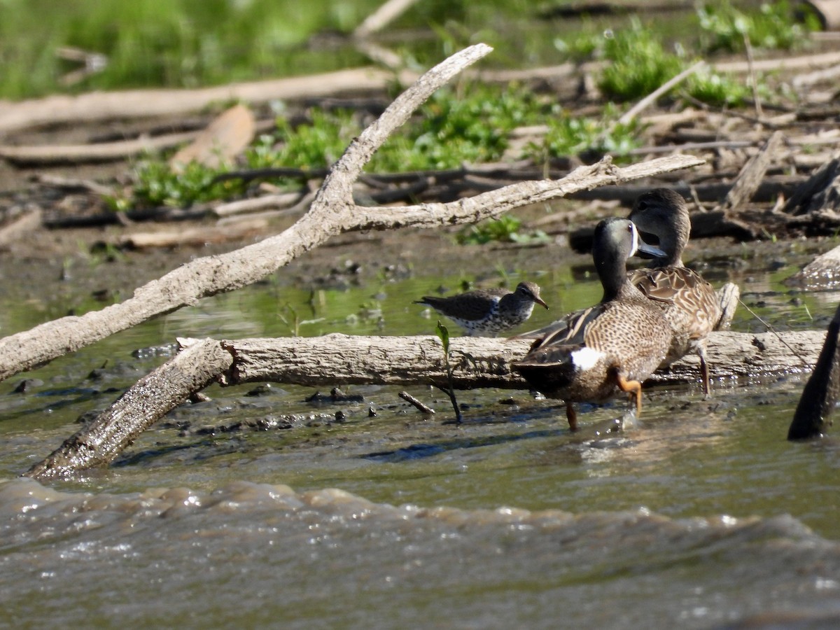 Spotted Sandpiper - Monica Rose