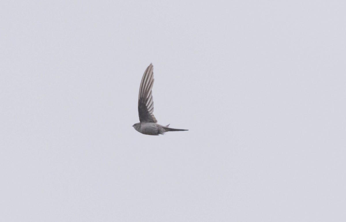 Asian Palm Swift - ML619227540