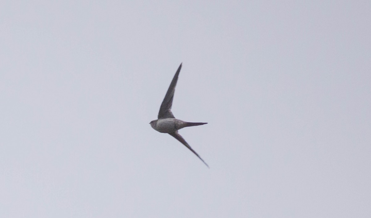 Asian Palm Swift - Shajan Shaki