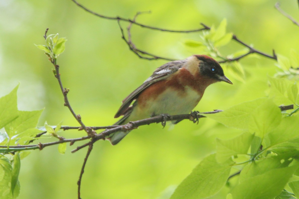 Bay-breasted Warbler - Robert Young