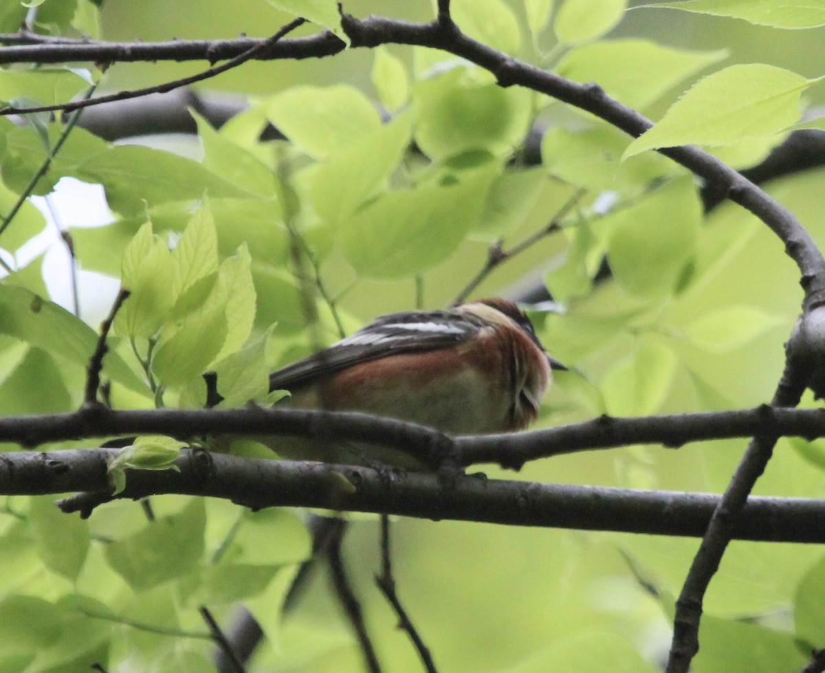 Bay-breasted Warbler - Robert Young