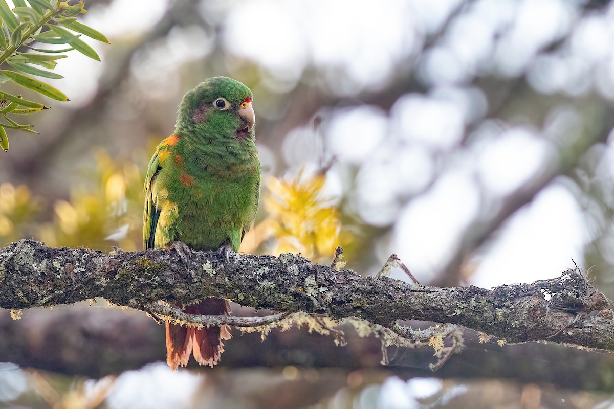 Santa Marta Parakeet - ML619227557