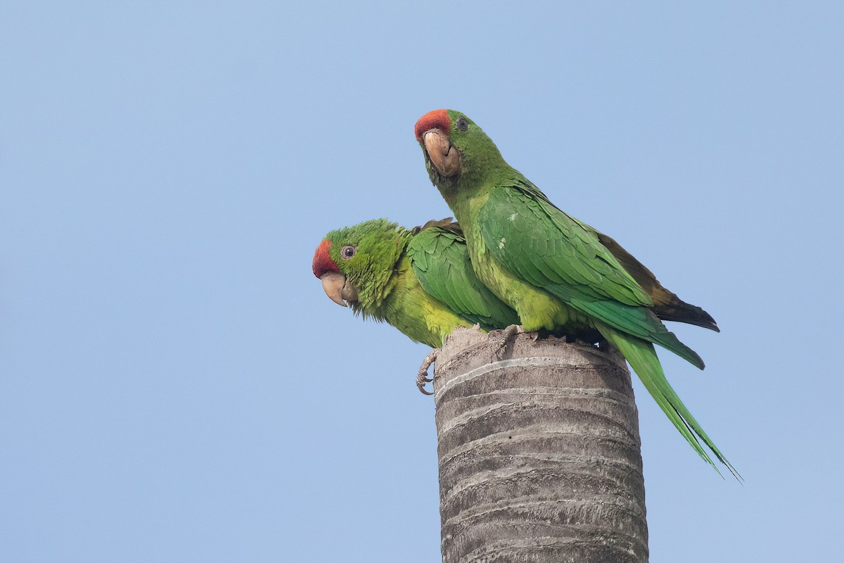 Scarlet-fronted Parakeet - Chris Venetz | Ornis Birding Expeditions