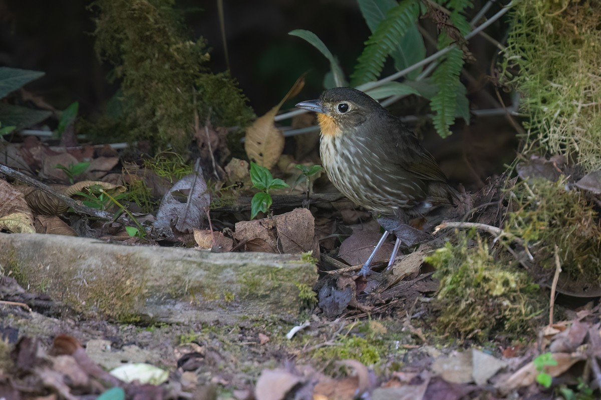 Santa Marta Antpitta - Chris Venetz | Ornis Birding Expeditions