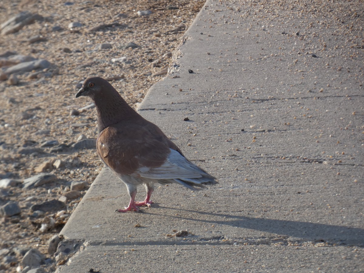 Rock Pigeon (Feral Pigeon) - Konstantin Iordanov