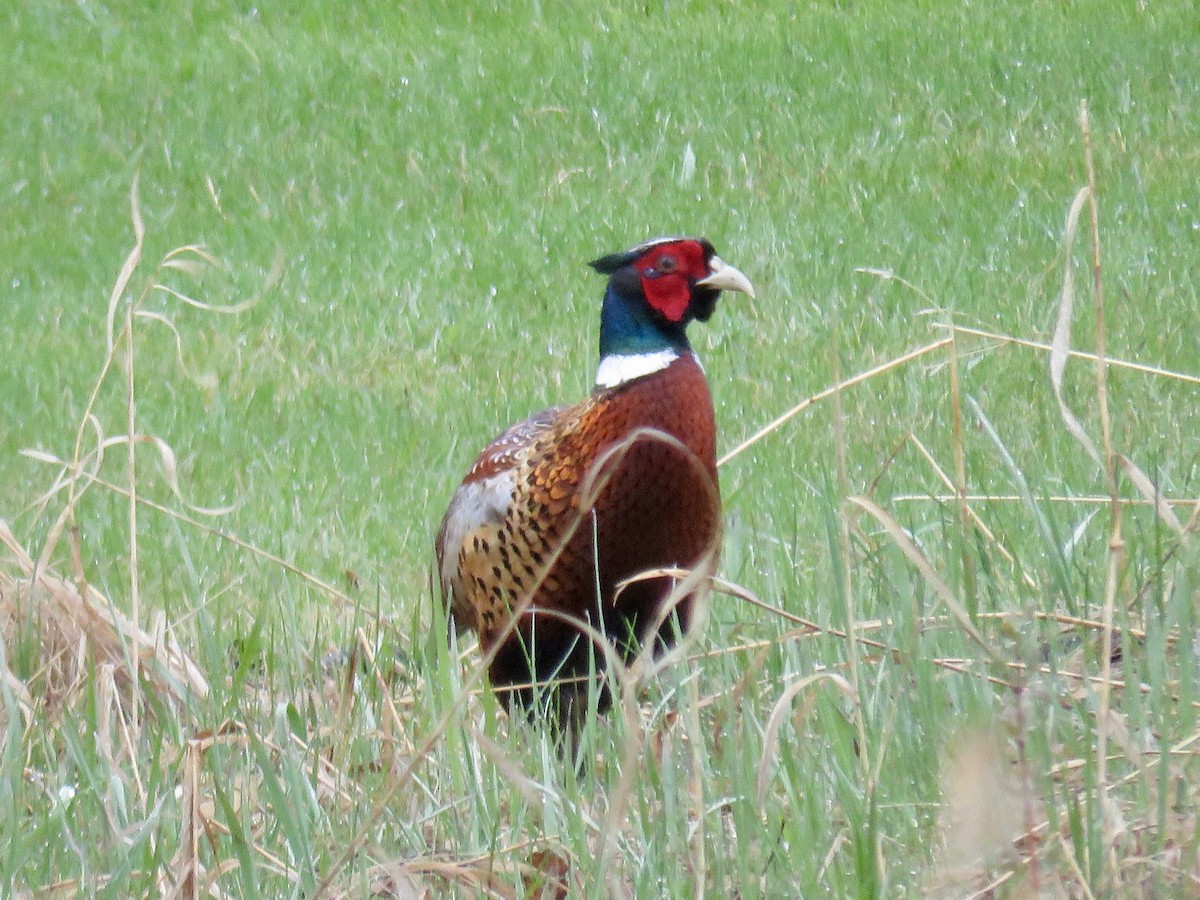 Ring-necked Pheasant - ML619227575