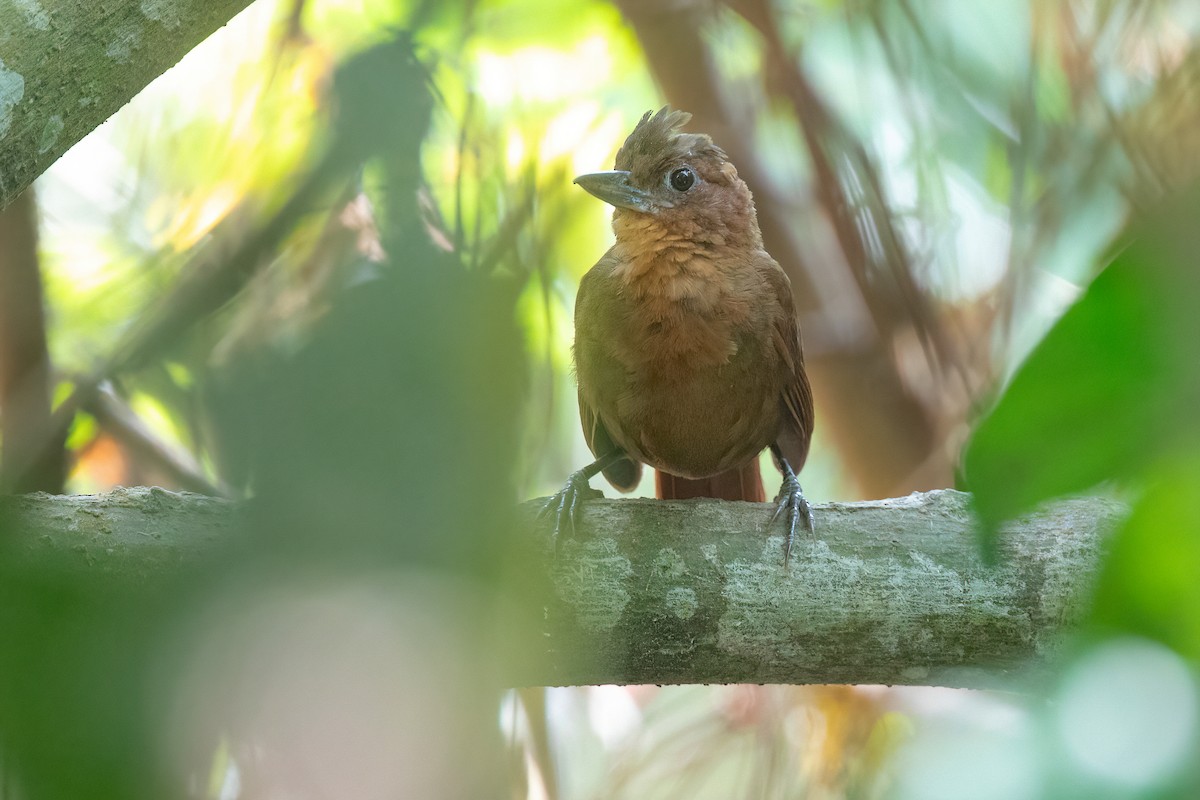 Santa Marta Foliage-gleaner - Chris Venetz | Ornis Birding Expeditions