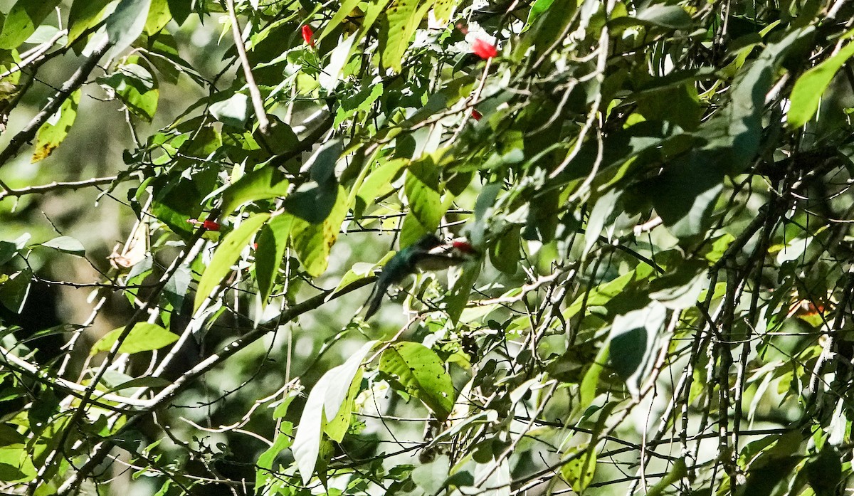 Wedge-tailed Sabrewing - Laura Voight