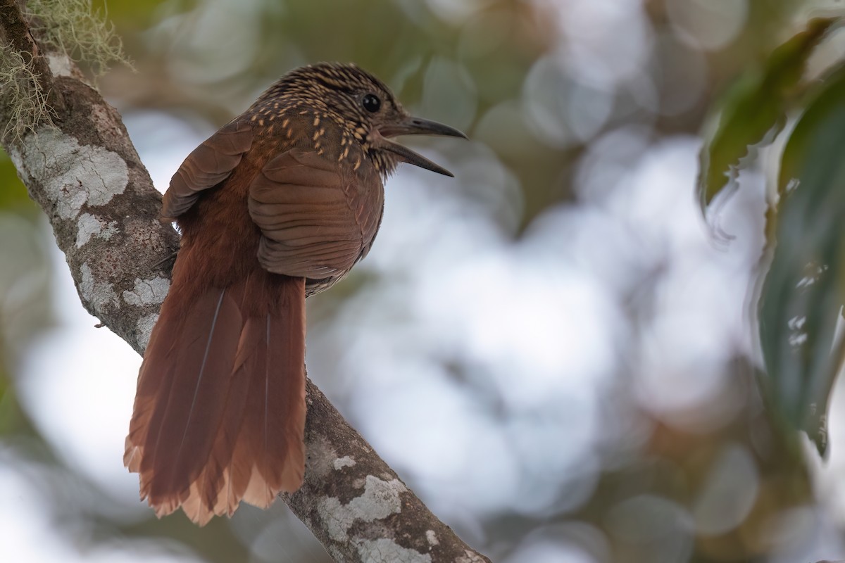Flammulated Treehunter - Chris Venetz | Ornis Birding Expeditions