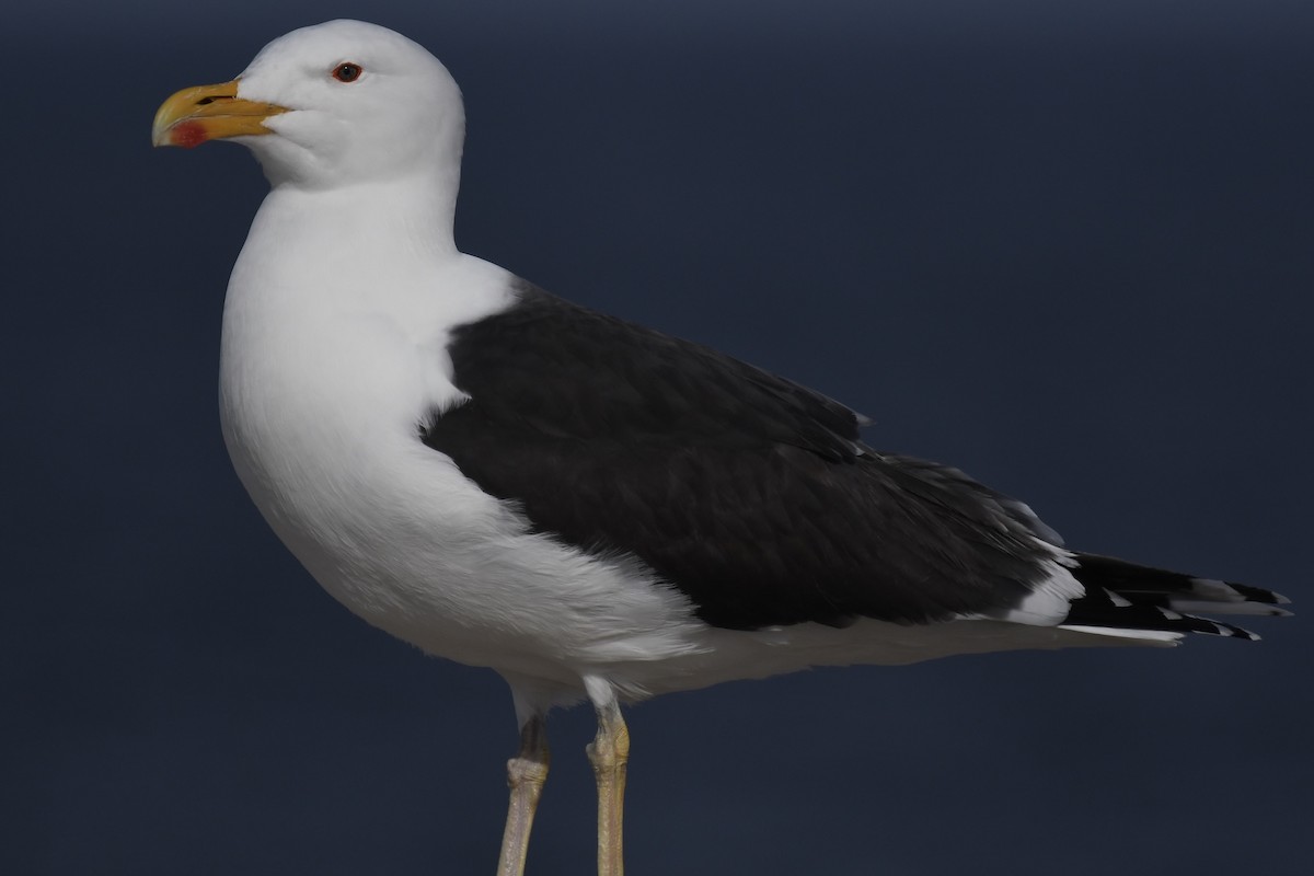 Great Black-backed Gull - eric masterson