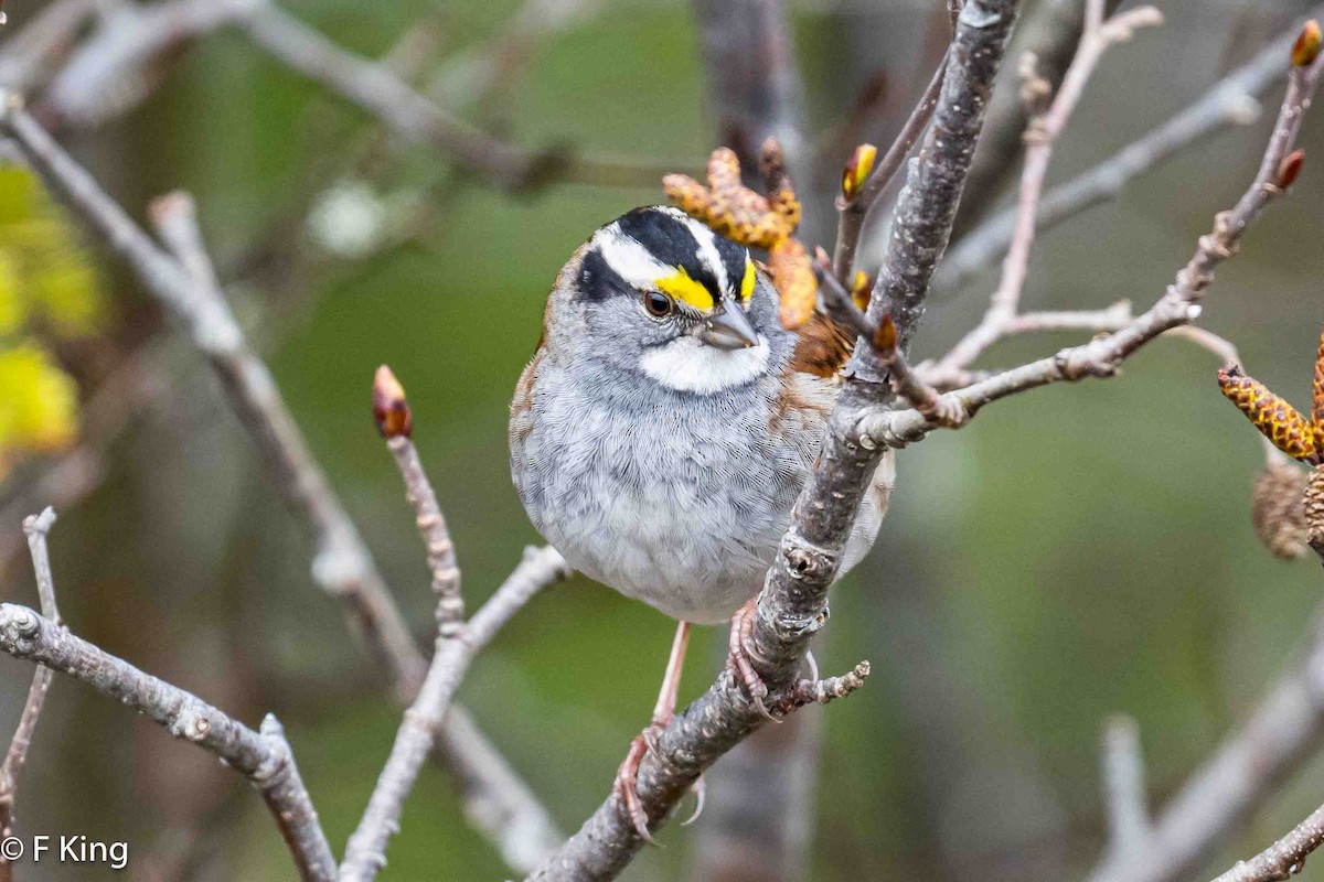 White-throated Sparrow - Frank King