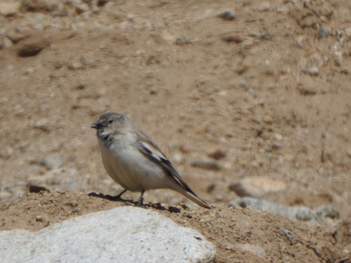 Black-winged Snowfinch - ML619227601