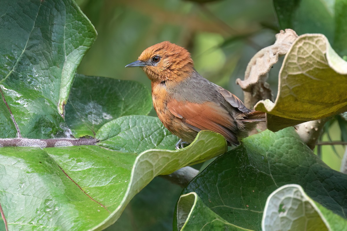 Rusty-headed Spinetail - Chris Venetz | Ornis Birding Expeditions