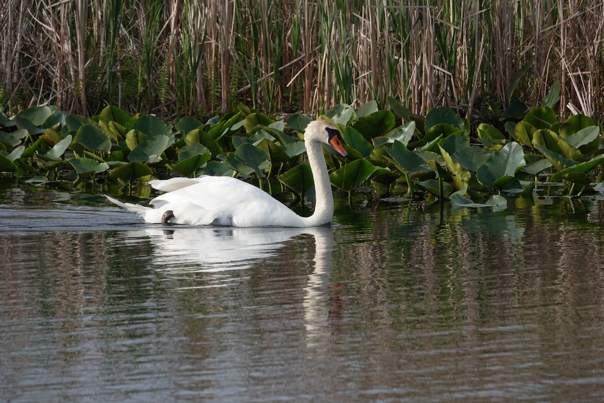 Mute Swan - Carol MacKenzie